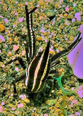 Elegant Crinoid Squat Lobster: ´Allogalathea elegans´