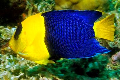 Bicolor Angelfish: 'Centropyge bicolor'