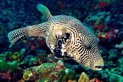 Reticulated puffer: 'Arothron reticularis'