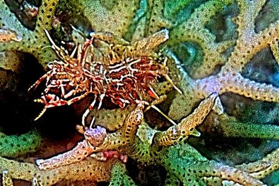 Tiger Shrimp on Coral