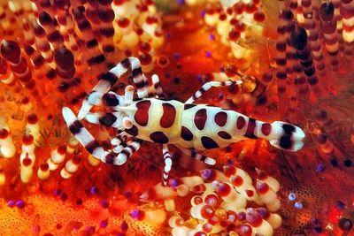 Coleman shrimp,'Periclimenes colemani', Close