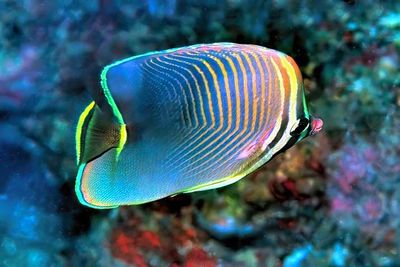 Eastern Triangular Butterflyfish, 'Chaetodon baronessa'