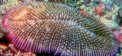 Stony Coral 'Ctenactis albitentaculata'