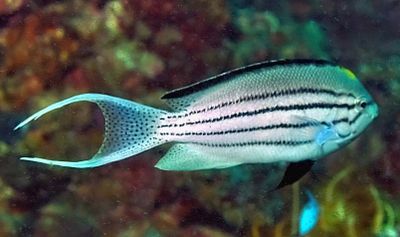 Blackstriped Angelfish 'Genicanthus lamarck'