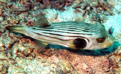 Striped Pufferfish, 'Arothron manilensis'
