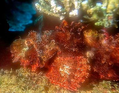 Raggy Scorpionfish, 'Scorpaenopsis venosa', on Film