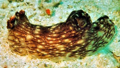 Sea Slug