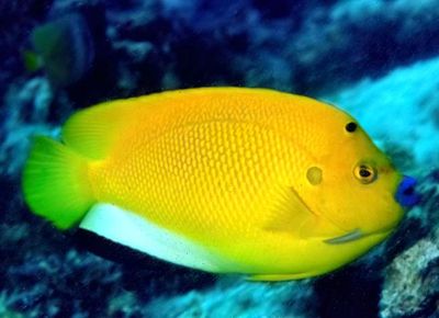 Threespot Angelfish, 'Apolemichthys trimaculatus'