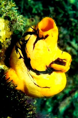 Ascídia - Ink-Spot Sea Squirt: 'Polycarpa aurata'