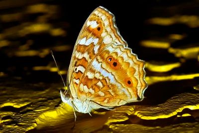 Moth on Wall