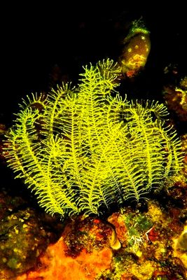 Yellow Crinoids