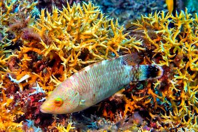 Cheeklined Wrasse 'Oxycheilinus digramma' In Corals