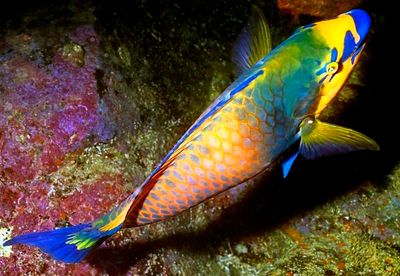 Yellow Parrotfish