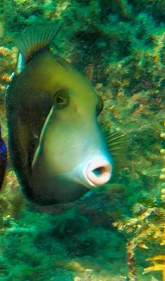 Flagtail Triggerfish, 'Sufflamen chrysopterum'