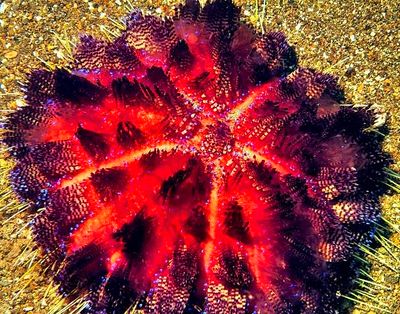 Fire Urchin 'Asthenosoma varium'