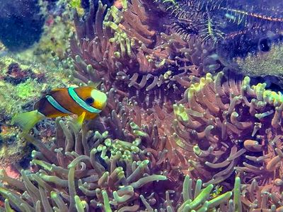Clark's Anemonefish 'Amphiprion clarkii', With Baby