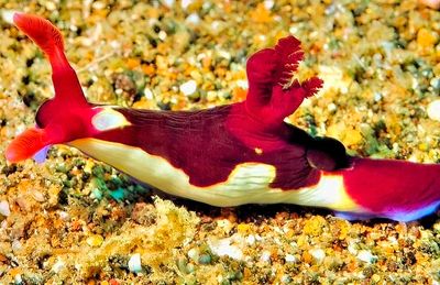 Nudibranch