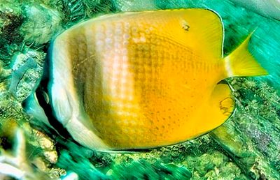 Blacklip Butterflyfish, 'Chaetodon kleinii'