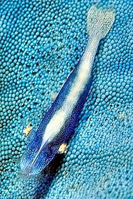 Blue Starfish, Sea Star Shrimp 'Periclimenes soror', II