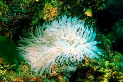 White Bulb-Tentacle Sea Anemone 'Entacmaea quadricolor'
