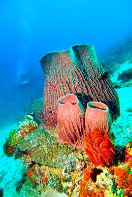 Giant Sponges, Moorish Idol, and Tourists
