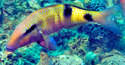 Doublebar Goatfish, `Parupeneus crassilabris`