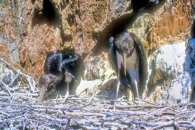 2 Juvenile Black Storks, 'Ciconia nigra', On Nest