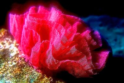 Nudibranch Eggs