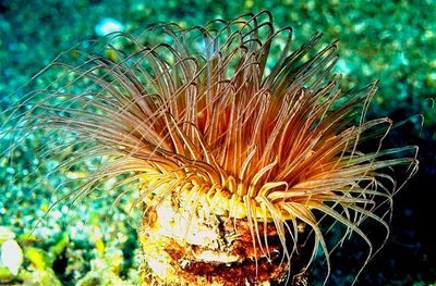 Flower Tube Anemone: 'Cerianthus filiformis'