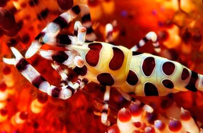 Coleman Shrimp, CUp