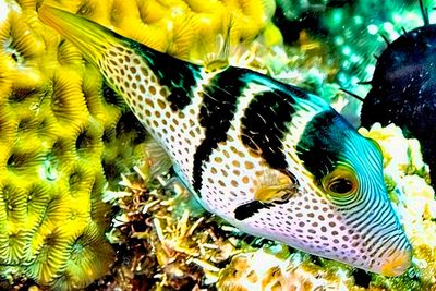 Black-Saddled Toby: 'Canthigaster valentini'