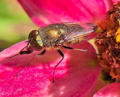 Mosca's Eyes