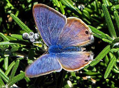 Butterfly
