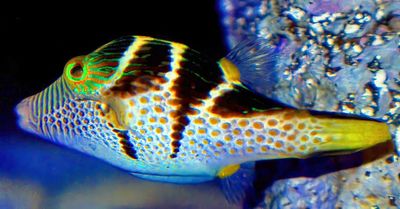 Black-Saddled Toby: 'Canthigaster valentini', CU