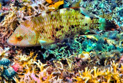 Cheeklined Wrasse 'Oxycheilinus digramma´