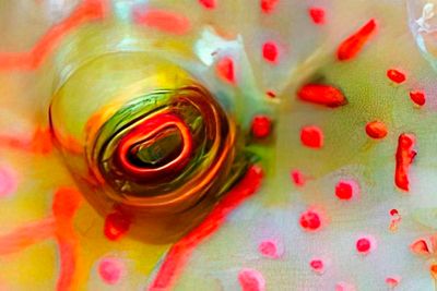 Eye Wrasse