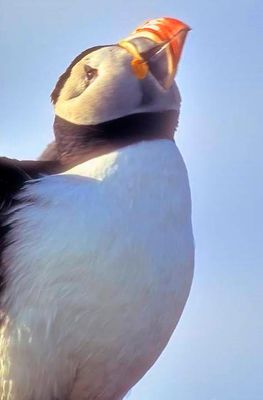 Puffin Looking At Sky