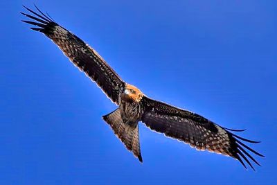 Taka In Flight