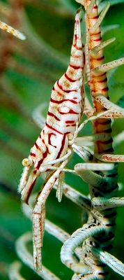 Leopard Crinoid Shrimp 'Laomenes pardus', Lateral