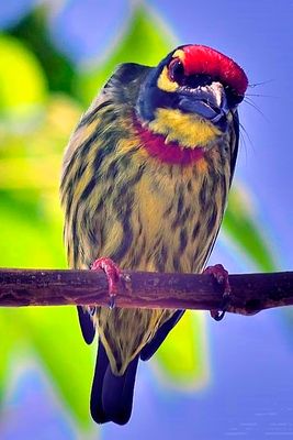 Coppersmith Barbet 'Psilopogon haemacephalus', Frontal