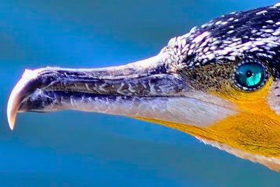 Cormorant Eye