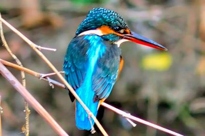 Kingfisher XMas 2024