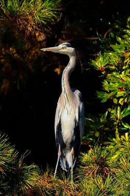 Gray Heron On Pine Tree