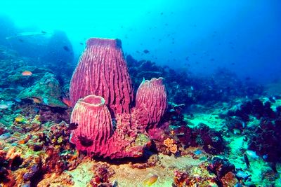 Barrel Sponges