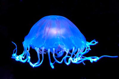 Jellyfish