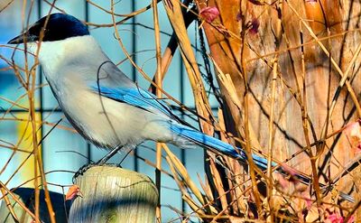 Asian Azure-winged Magpie 'Cyanopica cyanus'