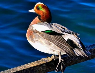 Male Duck In The Sun