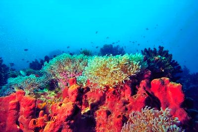 Xenias On Red Sponges