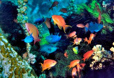 Anthis and Triggerfish