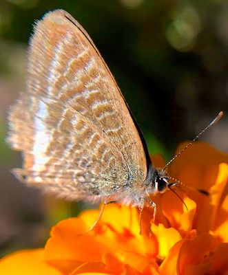 Minuscule Moth, Eating